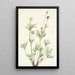 Anémone globuleuse Anemone globosa - Mary Vaux Walcott — quadro incorniciato alla parete
