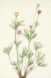 Anémone globuleuse Anemone globosa - Mary Vaux Walcott — vista dell’opera