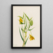 Lanterne fata dorata Calochortus amabilis - Mary Vaux Walcott — quadro incorniciato alla parete