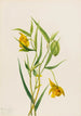 Lanterne fata dorata Calochortus amabilis - Mary Vaux Walcott — vista dell’opera