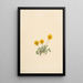 Vergerette dorée Erigeron aureus - Mary Vaux Walcott — quadro incorniciato alla parete