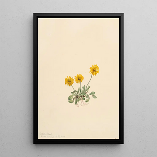 Mary Vaux Walcott - Golden Fleabane Erigeron aureus.webp