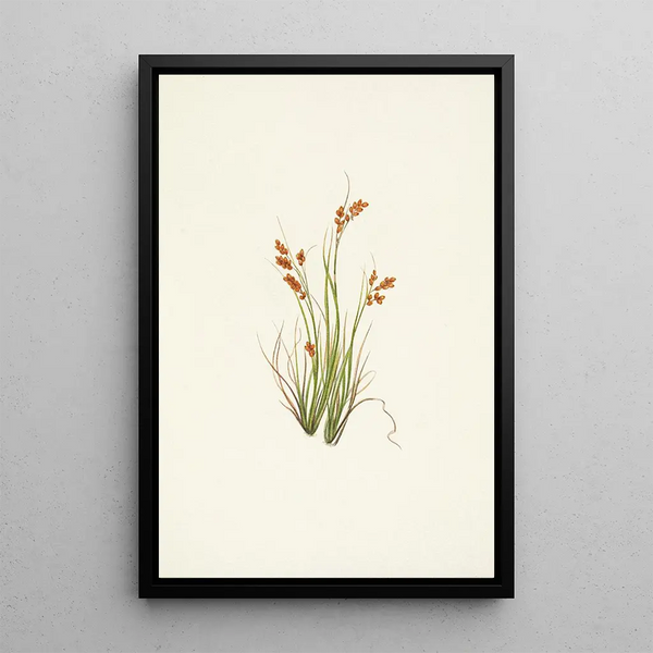 Mary Vaux Walcott - Golden Sedge Carex aurea.webp