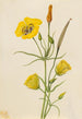 Calice dorato Mariposa Calochortus claratus - Mary Vaux Walcott | Reproduction — vista dell’opera