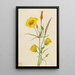 Calice dorato Mariposa Calochortus claratus - Mary Vaux Walcott | Reproduction — quadro incorniciato alla parete