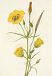 Calice doré Mariposa Calochortus clavatus - Mary Vaux Walcott — vista dell’opera