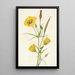 Calice doré Mariposa Calochortus clavatus - Mary Vaux Walcott — quadro incorniciato alla parete