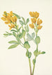 Pois doré Thermopsis rhombifolia - Mary Vaux Walcott — vista dell’opera
