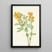 Pois doré Thermopsis rhombifolia - Mary Vaux Walcott — quadro incorniciato alla parete