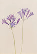 Noix d'herbe Brodiaea laxa - Mary Vaux Walcott — vista dell’opera