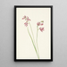 Orchidée rosa dei prati Limodorum tuberosum - Mary Vaux Walcott — quadro incorniciato alla parete