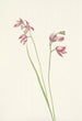 Orchidée rosa dei prati Limodorum tuberosum - Mary Vaux Walcott — vista dell’opera