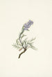 Phacélie grise Phacelia sericea - Mary Vaux Walcott — vista dell’opera