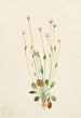Senecio grigio Senecio canus - Mary Vaux Walcott — vista dell’opera