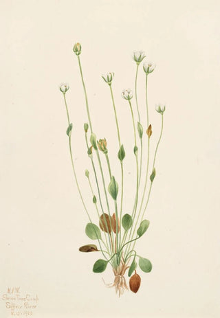 Mary Vaux Walcott - Gray Ragwort Senecio canus.webp