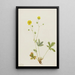 Potentille à feuilles grises Potentilla glaucophylla - Mary Vaux Walcott — quadro incorniciato alla parete