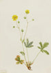 Potentille à feuilles grises Potentilla glaucophylla - Mary Vaux Walcott — vista dell’opera