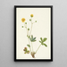 Potentille à feuilles grises Rotentilla glaucophylla - Mary Vaux Walcott — quadro incorniciato alla parete