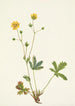 Potentille à feuilles grises Rotentilla glaucophylla - Mary Vaux Walcott — vista dell’opera