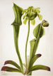 Sarracénie verte Sarracenia orephila - Mary Vaux Walcott — vista dell’opera