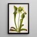 Sarracénie verte Sarracenia orephila - Mary Vaux Walcott — quadro incorniciato alla parete
