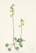 Pyrole verte Pyrola chlorantha - Mary Vaux Walcott — vista dell’opera