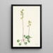 Pyrole verte Pyrola chlorantha - Mary Vaux Walcott — quadro incorniciato alla parete