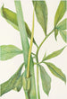 Dragon verde Arisaema dracontium - Mary Vaux Walcott — vista dell’opera
