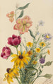 Groupe de fleurs - Mary Vaux Walcott — vista dell’opera