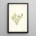 Airelle des bois Vaccinium scoparium - Mary Vaux Walcott — quadro incorniciato alla parete