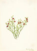Airelle des bois Vaccinium scoparium - Mary Vaux Walcott — vista dell’opera