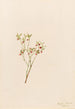 Airelle des bois Vaccinum scoparium - Mary Vaux Walcott — vista dell’opera