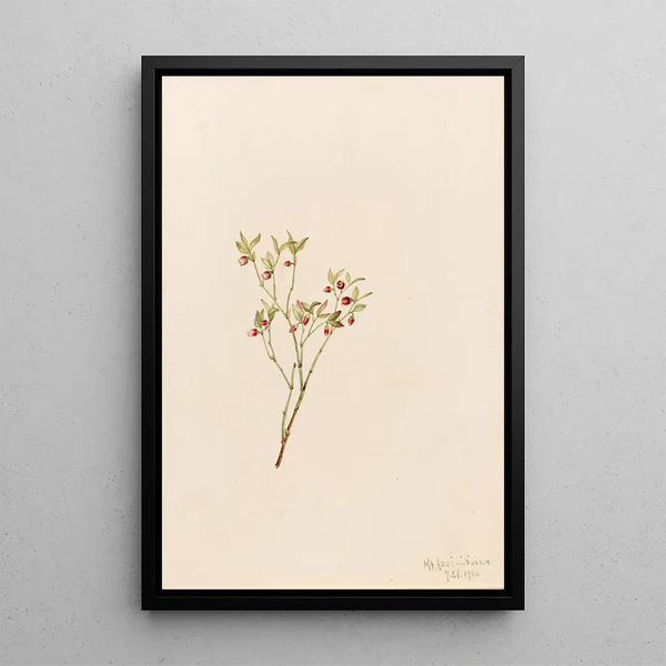 Mary Vaux Walcott - Grouse Whortleberry Vaccinum scoparium.webp
