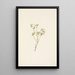 Fleur d'airelle des bois Vaccinium scoparium - Mary Vaux Walcott — quadro incorniciato alla parete