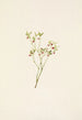 Fleur d'airelle des bois Vaccinium scoparium - Mary Vaux Walcott — vista dell’opera