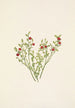 Fruit d'airelle des bois Vaccinium scoparium - Mary Vaux Walcott — vista dell’opera