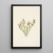 Fruit d'airelle des bois Vaccinium scoparium - Mary Vaux Walcott — quadro incorniciato alla parete