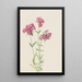 Phlox velu Phlox amoena - Mary Vaux Walcott — quadro incorniciato alla parete