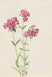 Phlox velu Phlox amoena - Mary Vaux Walcott — vista dell’opera