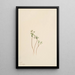 Messager du printemps Erigenia bulbosa - Mary Vaux Walcott — quadro incorniciato alla parete