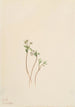 Messager du printemps Erigenia bulbosa - Mary Vaux Walcott — vista dell’opera
