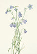 Campanule à feuilles rondes Campanula rotundifolia - Mary Vaux Walcott — vista dell’opera