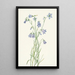 Campanule à feuilles rondes Campanula rotundifolia - Mary Vaux Walcott — quadro incorniciato alla parete