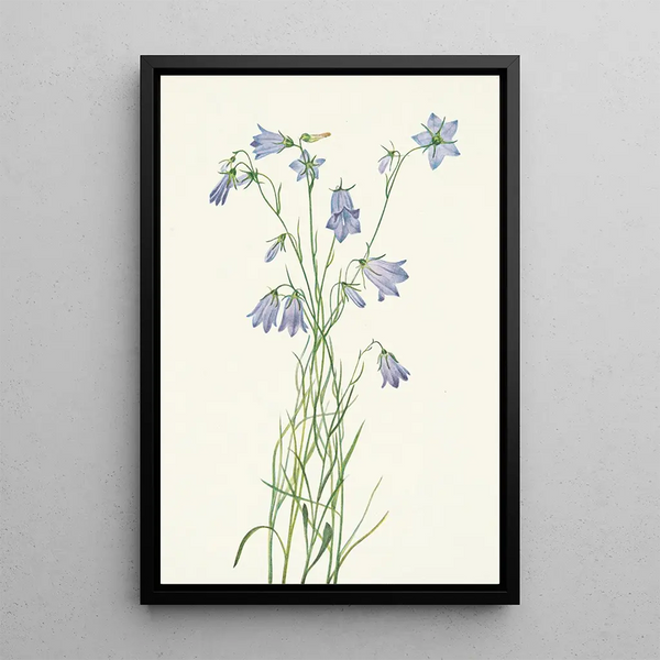 Mary Vaux Walcott - Harebell Campanula rotundifolia.webp