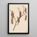 Aulne coudrier Alnus regosa - Mary Vaux Walcott — quadro incorniciato alla parete