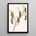 Aulne coudrier Alnus rugosa - Mary Vaux Walcott — quadro incorniciato alla parete