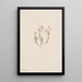 Bruyère Phyllodoce intermedia - Mary Vaux Walcott — quadro incorniciato alla parete