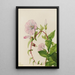 Liseron des haies Calystegia Convolvulus sepium - Mary Vaux Walcott — quadro incorniciato alla parete