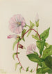 Liseron des haies Calystegia Convolvulus sepium - Mary Vaux Walcott — vista dell’opera