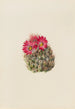 Cactus hérisson Coryphantha arizonica - Mary Vaux Walcott — vista dell’opera